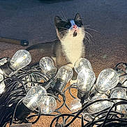 Milo is registered to the contest to win money with this photo: kitten, cat, string_lights, glowing, carpet, indoor, curious, black_and_white, whiskers, pet, animal, cables, light_bulbs, tangled, cozy, playful, young_cat, fur, domestic_cat, cute