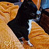 Linky participe au concours pour gagner de l'argent avec cette photo : alert, animal, black_dog, blanket, cozy, curious, curtains, dog, furniture, heart_icon, home, indoor, orange_blanket, orange_curtains, pet, sitting, small_dog, sofa, timestamp, white_dog