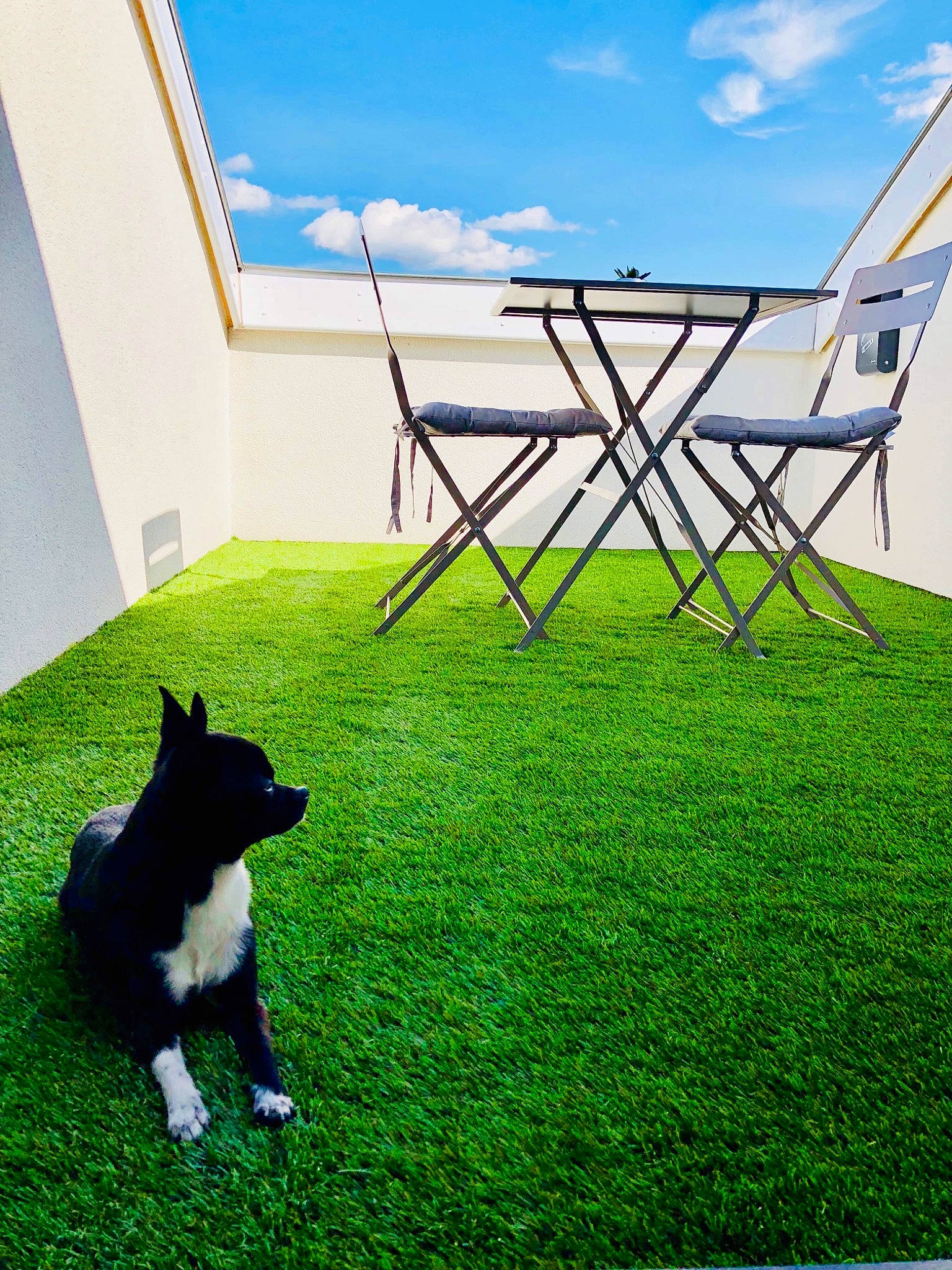 Linky a rejoint le concours — aidez-le/la à gagner de superbes lots ! artificial_turf, backyard, border_collie, canidae, carnivore, chair, dog, dog_breed, furniture, grass, grass_family, green, home, house, lawn, pembroke_welsh_corgi, plant, schipperke, table, yard
