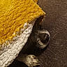 Linky participe au concours pour gagner de l'argent avec cette photo : animal, blanket, closeup, comfort, couch, cozy, dog, fur, home, indoor, nose, paw, pet, relaxation, resting, sleepy, snug, texture, white_blanket, yellow_blanket