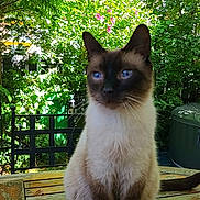 Romeo participe au concours pour gagner de l'argent avec cette photo : cat, siamese_cat, animal, pet, outdoor, garden, wooden_table, greenery, leafy, sunlight, nature, feline, sitting, portrait, domestic_animal, fur, whiskers, blue_eyes, peaceful, summer