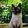 Romeo