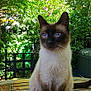 cat, siamese_cat, animal, pet, outdoor, garden, wooden_table, greenery, leafy, sunlight, nature, feline, sitting, portrait, domestic_animal, fur, whiskers, blue_eyes, peaceful, summer