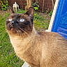 Romeo participe au concours pour gagner de l'argent avec cette photo : animal, blue_eyes, blue_mesh, cat, chair, curious, domestic_cat, fence, fur, garden, grass, looking_up, nature, outdoor, pet, relaxing, siamese, sunlight, tree, whiskers