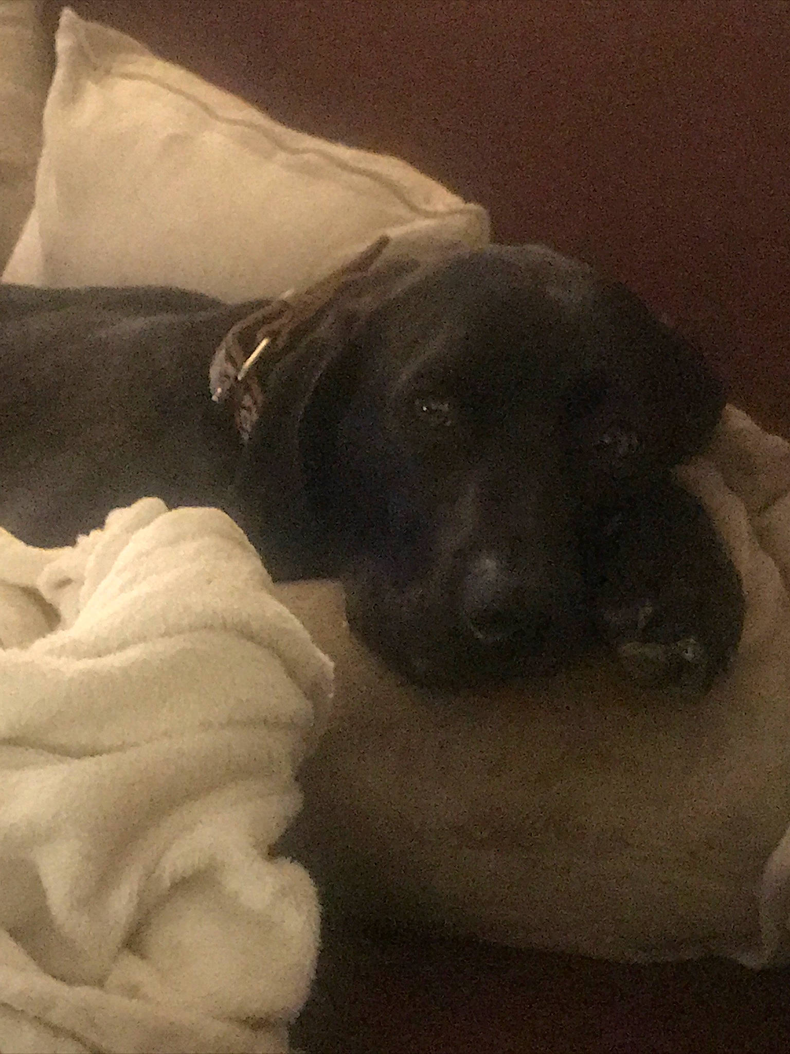 Olly a rejoint le concours — aidez-le/la à gagner de superbes lots ! bedding, carnivore, cloud, comfort, companion_dog, dog, dog_breed, fur, grey, linens, mammal, monochrome_photography, petal, sky, sporting_group, tail, tints_and_shades, toy_dog, vertebrate, whiskers