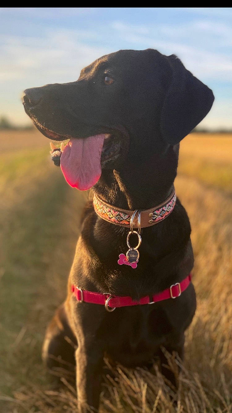 Olly a rejoint le concours — aidez-le/la à gagner de superbes lots ! borador, canidae, carnivore, cloud, collar, companion_dog, dog, dog_breed, dog_collar, dog_supply, fawn, gun_dog, leash, liver, pet_supply, retriever, sky, snout, sporting_group, working_animal