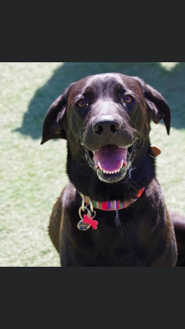 Olly participe au concours pour gagner de l'argent avec cette photo : carnivore, collar, companion_dog, dog, dog_breed, dog_collar, eye, fashion_accessory, fawn, gun_dog, leash, liver, personal_protective_equipment, pet_supply, pointing_breed, retriever, snout, sporting_group, whiskers, working_animal