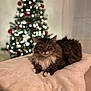 cat, tabby, fluffy, pet, indoor, blanket, christmas_tree, decorations, lights, holiday, cozy, furniture, relaxed, fur, whiskers, paws, soft, warm, domestic_animal, resting