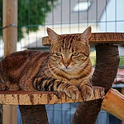 Utopia De Monchy participe au concours pour gagner de l'argent avec cette photo : tabby_cat, cat, animal, pet, wooden_platform, fence, outdoor, nature, relaxed, fur, whiskers, ears, paws, close_up, daylight, background_blur, resting, mammal, domestic_cat, tree_stump