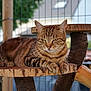tabby_cat, cat, animal, pet, wooden_platform, fence, outdoor, nature, relaxed, fur, whiskers, ears, paws, close_up, daylight, background_blur, resting, mammal, domestic_cat, tree_stump