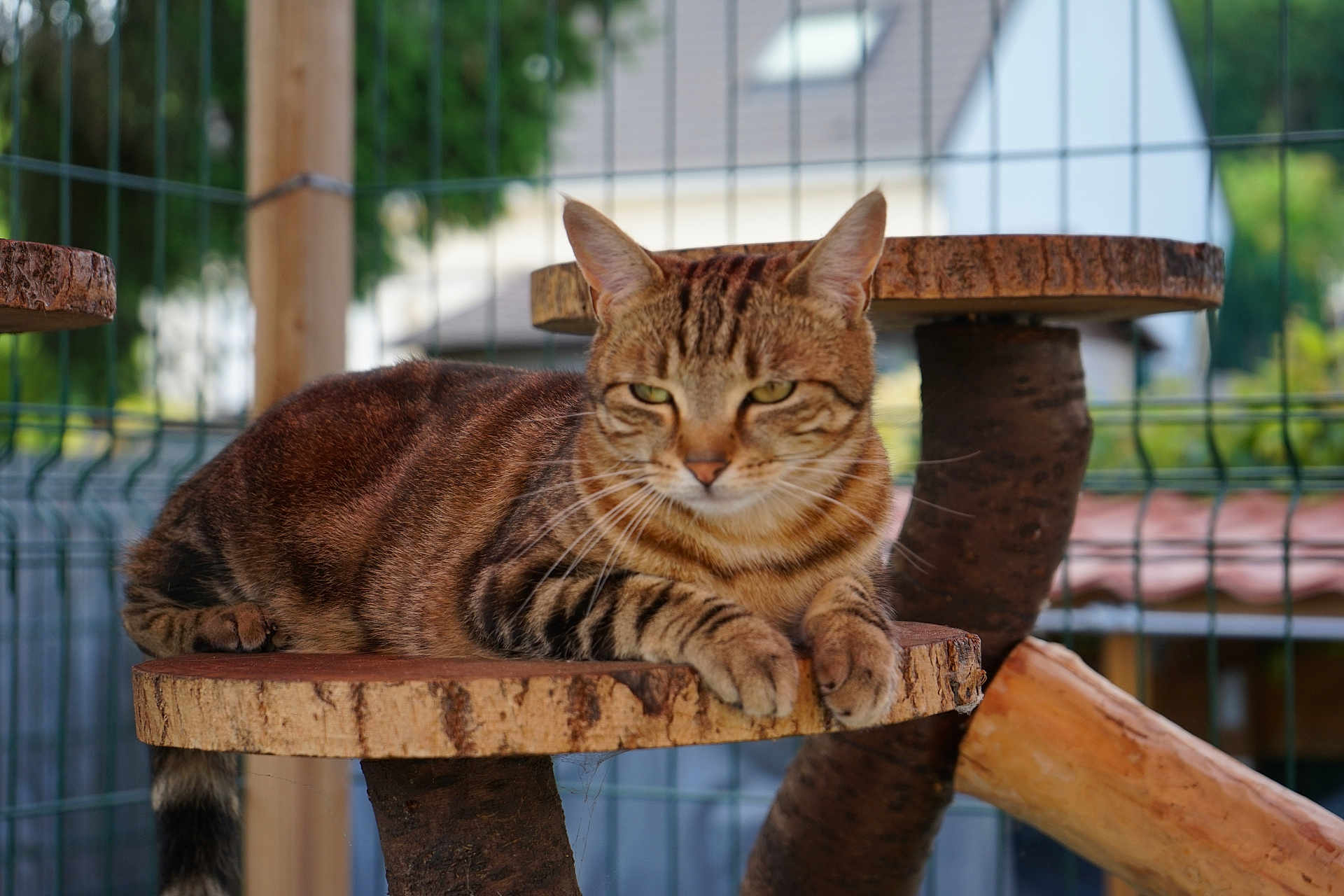 Utopia De Monchy participe au concours pour gagner de l'argent avec cette photo : tabby_cat, cat, animal, pet, wooden_platform, fence, outdoor, nature, relaxed, fur, whiskers, ears, paws, close_up, daylight, background_blur, resting, mammal, domestic_cat, tree_stump
