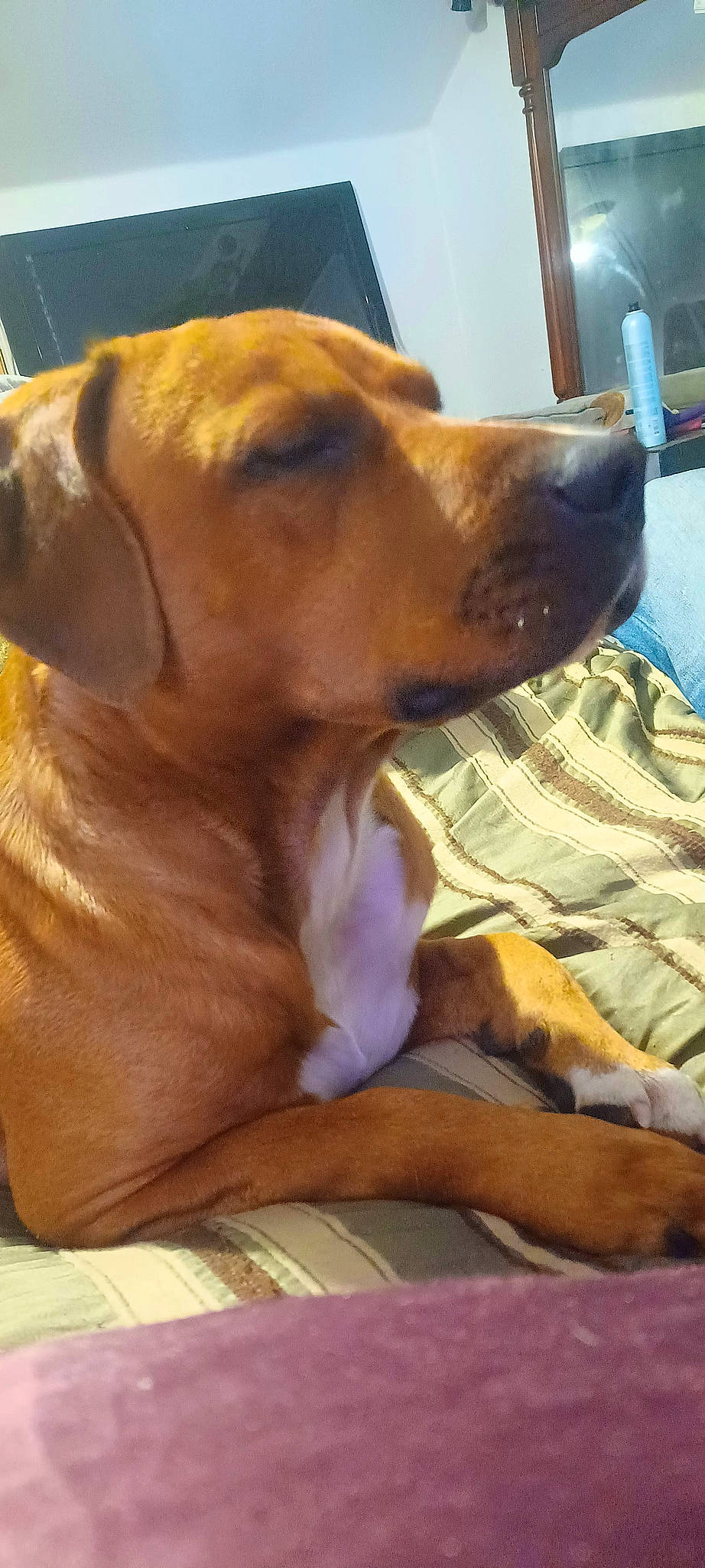 Stiffy joined the competition — help win amazing prizes! carnivore, collar, comfort, companion_dog, dog, dog_breed, dog_collar, dog_supply, ear, fawn, flooring, fur, guard_dog, hound, liver, pet_supply, retriever, whiskers, working_animal, working_dog