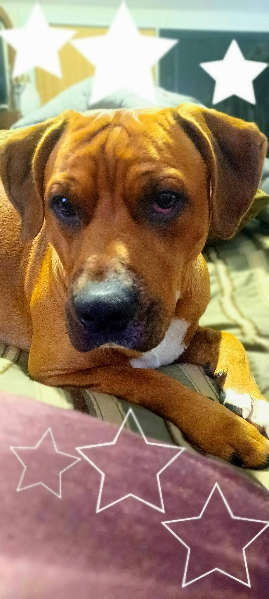 Stiffy is registered to the contest to win money with this photo: ancient_dog_breeds, canidae, carnivore, comfort, companion_dog, dog, dog_breed, fawn, fur, hound, hunting_dog, liver, plant, snout, sporting_group, whiskers, working_animal, working_dog