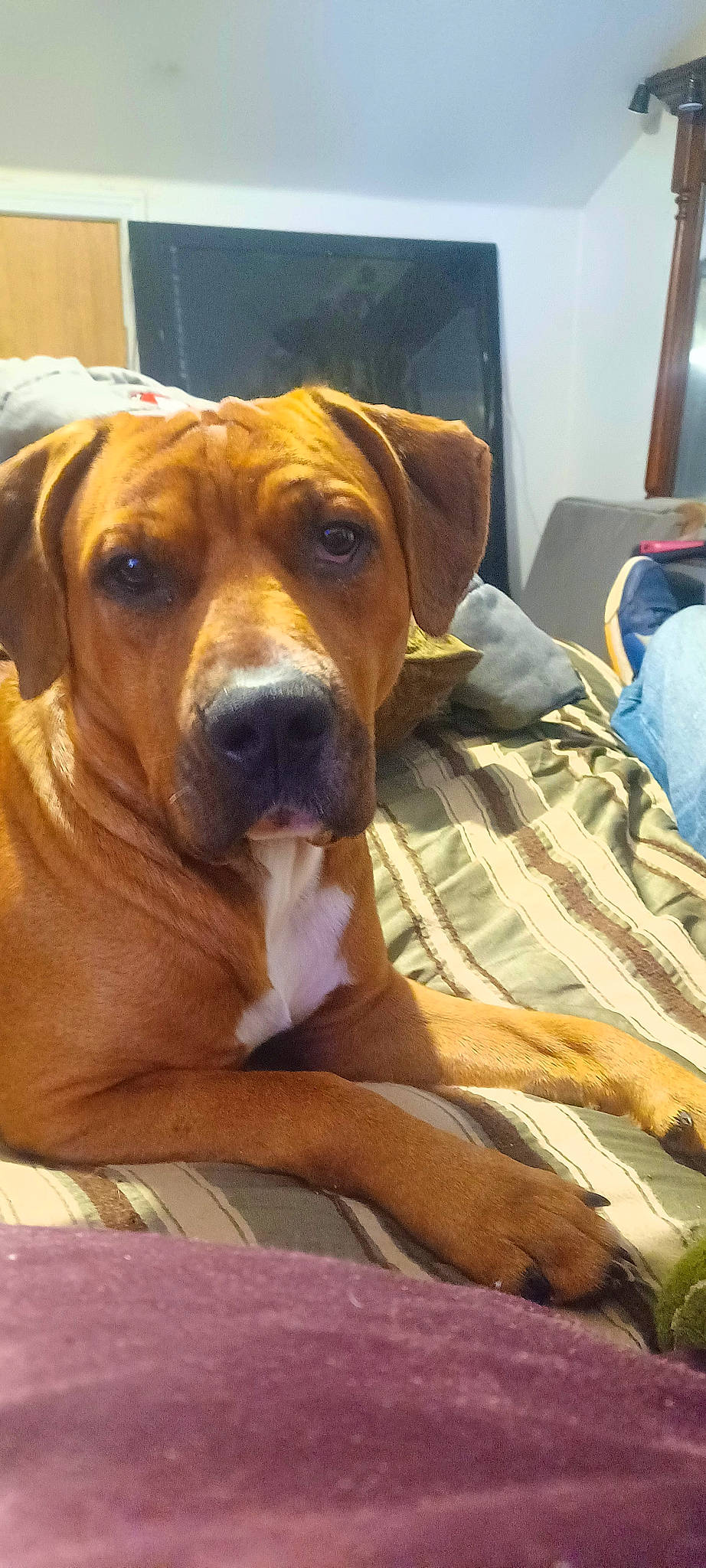 Stiffy is registered to the contest to win money with this photo: canidae, carnivore, comfort, companion_dog, dog, dog_breed, dog_supply, ear, fawn, guard_dog, hound, hunting_dog, linens, scent_hound, segugio_italiano, snout, sporting_group, whiskers, working_animal, working_dog