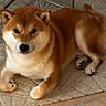 Oslo participe au concours pour gagner de l'argent avec cette photo : dog, shiba_inu, pet, indoor, carpet, floor, sandal, slippers, fur, animal, canine, cute, resting, domestic, paw, ears, tail, nose, eyes, lying_down