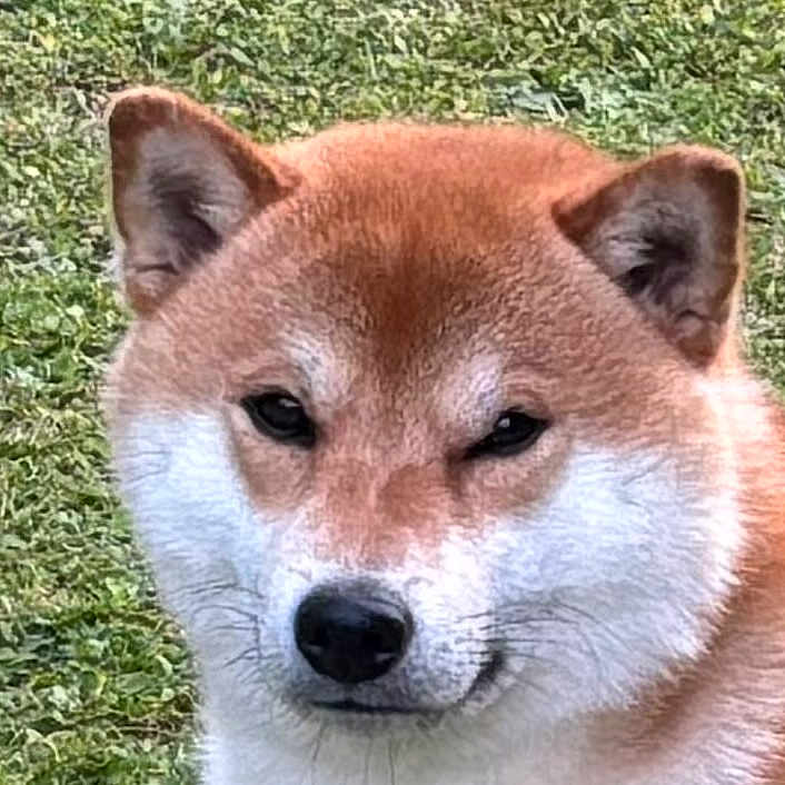 Oslo a rejoint le concours — aidez-le/la à gagner de superbes lots ! dog, shiba_inu, close_up, face, fur, grass, outdoor, pet, canine, animal, portrait, smirk, ears, whiskers, nose, eyes, nature, expression, cute, fluffy