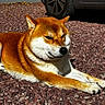 Oslo participe au concours pour gagner de l'argent avec cette photo : dog, shiba_inu, outdoor, sunlight, gravel, car_tire, pet, animal, relaxed, fur, mammal, canine, lying_down, daytime, nature, cute, companion, resting, paw, ears