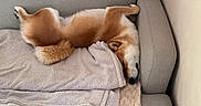 Oslo a rejoint le concours — aidez-le/la à gagner de superbes lots ! dog, canine, pet, couch, blanket, relaxing, sleeping, furry, brown, white, fur, indoor, home, cozy, resting, upside_down, paw, snout, tail, comfortable