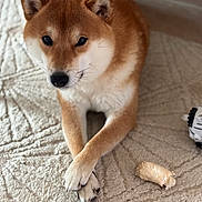 Oslo a rejoint le concours — aidez-le/la à gagner de superbes lots ! dog, shiba_inu, pet, animal, indoor, carpet, bone, toy, paws, crossed_paws, fur, cute, relaxed, looking_at_camera, brown, white, ears, snout, whiskers, floor