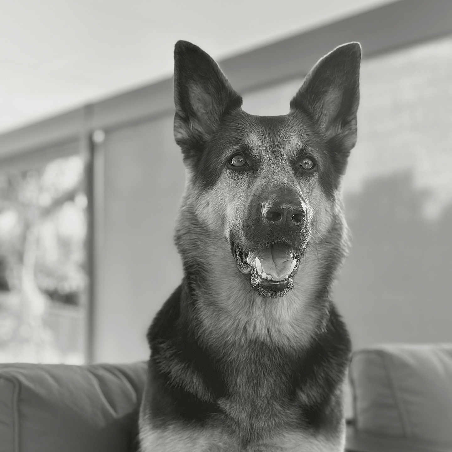 Luna joined the competition — help win amazing prizes! dog, german_shepherd, pet, canine, indoor, portrait, black_and_white, sitting, couch, animal, ears, fur, face, mouth_open, alert, companion, friendly, house, furniture, background_blur