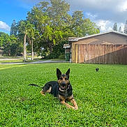 Luna joined the competition — help win amazing prizes! dog, german_shepherd, grass, lawn, house, fence, tree, sky, cloud, suburban, outdoor, pet, animal, collar, greenery, sunlight, daytime, nature, canine, relaxed