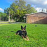 dog, german_shepherd, grass, lawn, house, fence, tree, sky, cloud, suburban, outdoor, pet, animal, collar, greenery, sunlight, daytime, nature, canine, relaxed