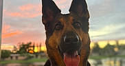 Luna joined the competition — help win amazing prizes! dog, german_shepherd, pet, animal, tongue_out, collar, tag, indoor, sunset, sky, clouds, water, trees, outdoor_view, portrait, happy, canine, fur, ears, face