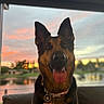 dog, german_shepherd, pet, animal, tongue_out, collar, tag, indoor, sunset, sky, clouds, water, trees, outdoor_view, portrait, happy, canine, fur, ears, face