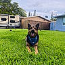 Luna is registered to the contest to win money with this photo: dog, german_shepherd, bandana, grass, lawn, outdoor, pet, canine, smiling, greenery, residential, fence, camper, sky, tree, house, yard, animal, happy, daytime