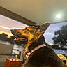 Luna joined the competition — help win amazing prizes! dog, german_shepherd, pet, animal, collar, outdoor, sunset, portrait, side_view, canine, furniture, table, blurred_background, nature, evening, domestic_animal, ears, mouth, fur, companion
