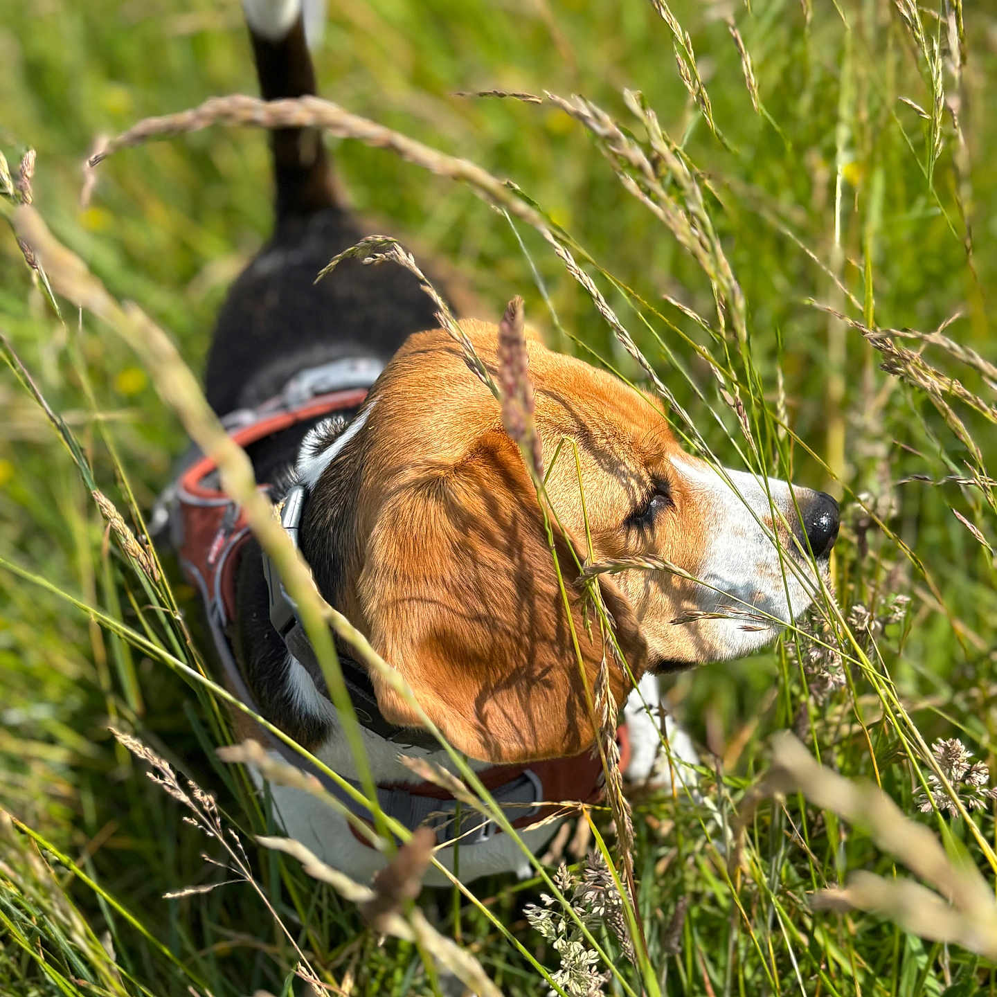 Ullla a rejoint le concours — aidez-le/la à gagner de superbes lots ! animal, beagle, black, brown, closeup, collar, daytime, dog, field, floppy_ears, grass, greenery, nature, nose, outdoor, pet, sniffing, summer, sunlight, white