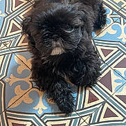 Bahia participe au concours pour gagner de l'argent avec cette photo : animal, black_dog, companion, curious, cute, dog, domestic_animal, floor, fur, furry, home, indoor, looking_up, lying_down, patterned_tile, paw, pet, relaxed, small_dog, white_patch