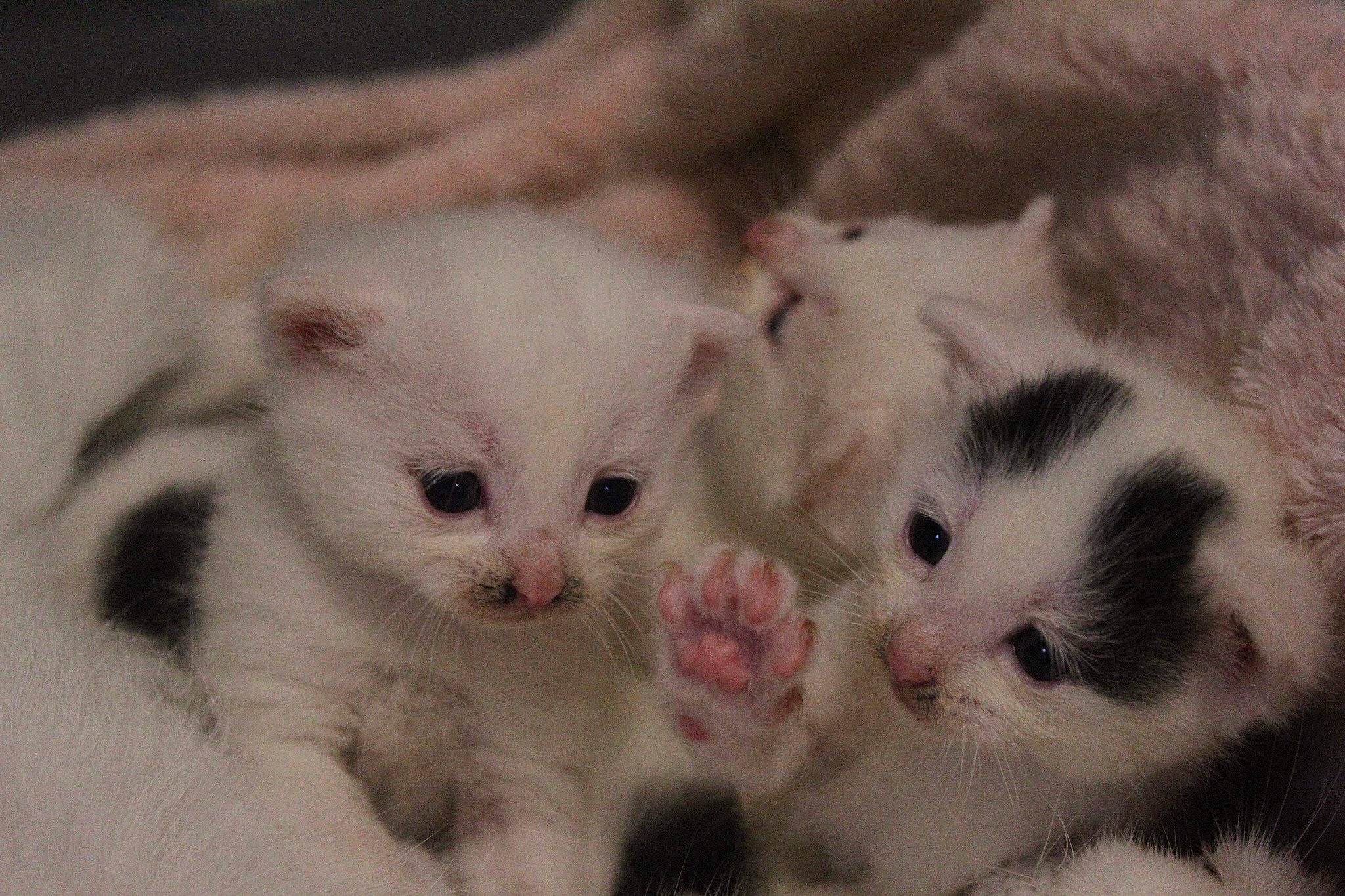 Raïna participe au concours pour gagner de l'argent avec cette photo : carnivore, cat, comfort, domestic_short_haired_cat, fawn, felidae, fur, paw, small_to_medium_sized_cats, snout, terrestrial_animal, whiskers