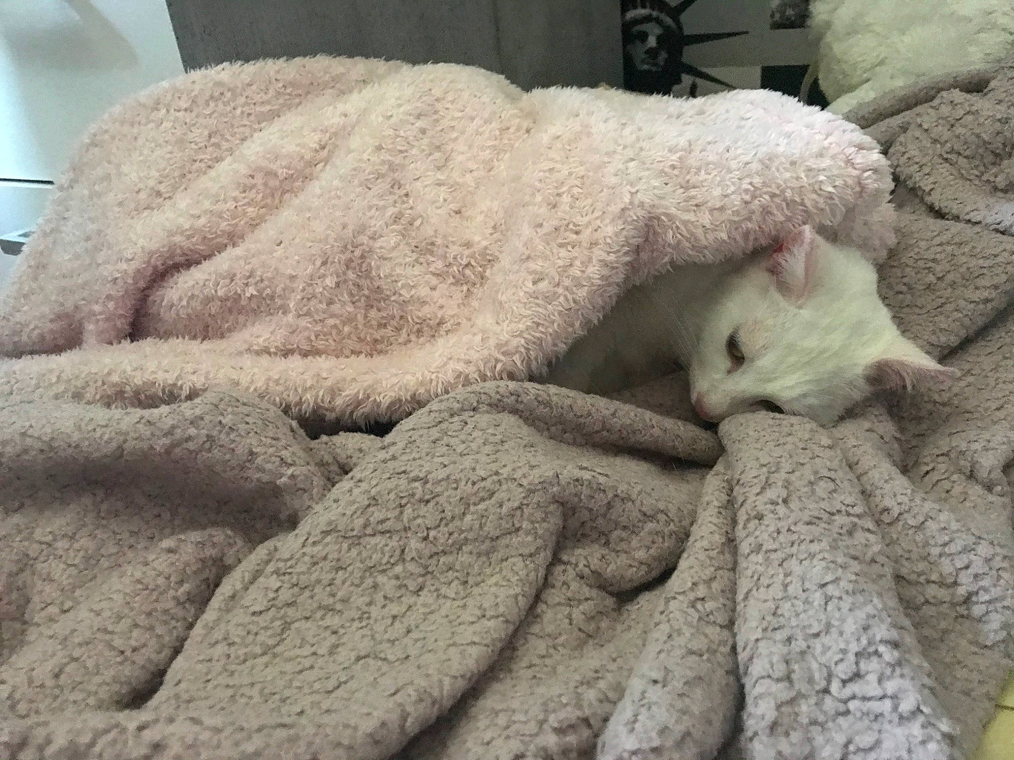 Raïna participe au concours pour gagner de l'argent avec cette photo : bedding, carnivore, cat, comfort, domestic_short_haired_cat, fawn, felidae, flooring, fur, grey, linens, pattern, small_to_medium_sized_cats, tail, textile, towel, whiskers, wool, woolen, woven_fabric