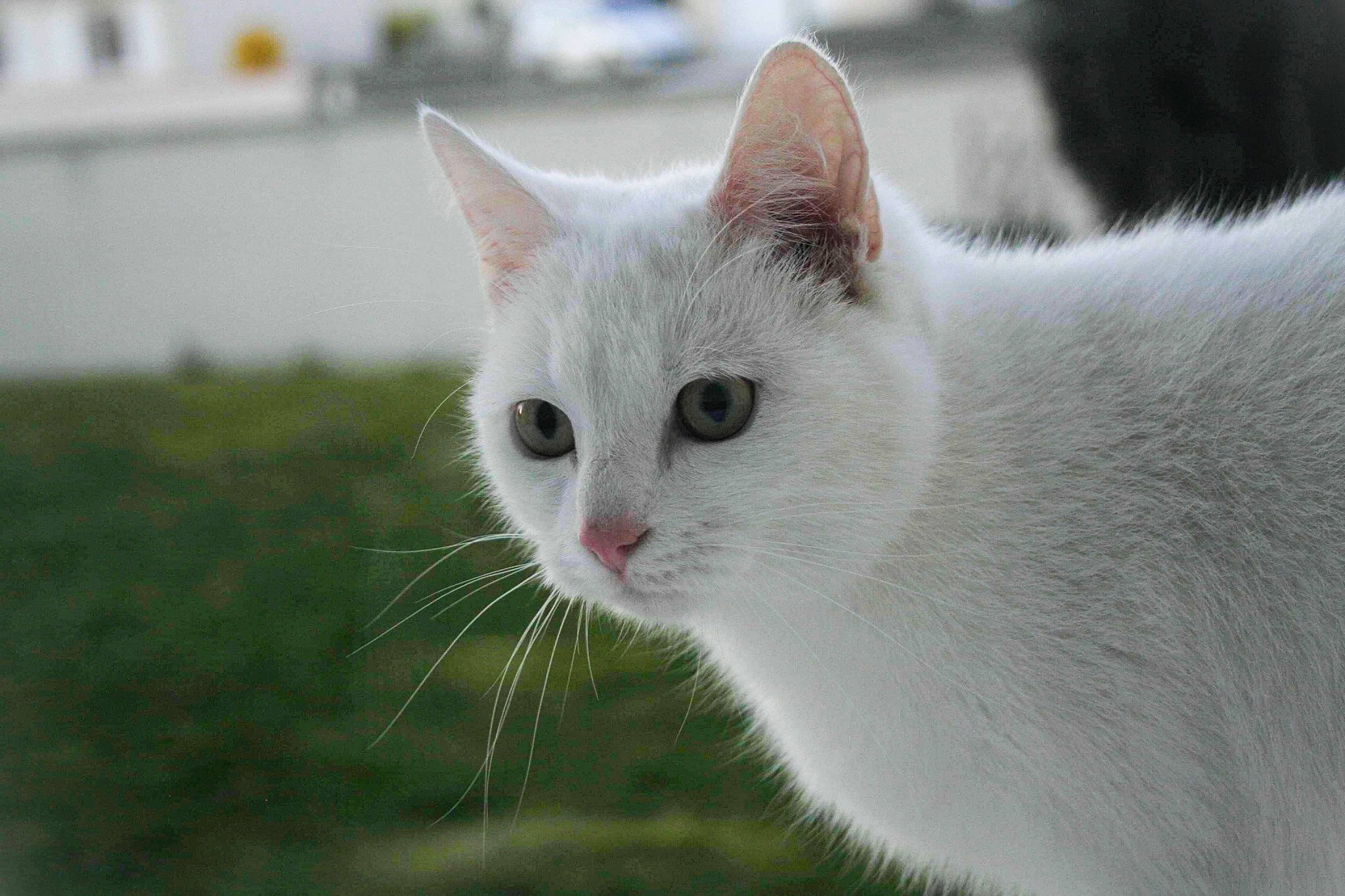 Raïna participe au concours pour gagner de l'argent avec cette photo : carnivore, cat, collar, domestic_short_haired_cat, eye, felidae, fur, grass, plant, small_to_medium_sized_cats, tail, tree, vehicle_registration_plate, whiskers, window