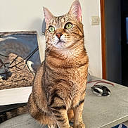 Mystik a rejoint le concours — aidez-le/la à gagner de superbes lots ! cat, tabby, green_eyes, indoor, desk, computer_mouse, fur, whiskers, sitting, attentive, animal, pet, curious, feline, domestic_cat, closeup, portrait, brown, striped, cute