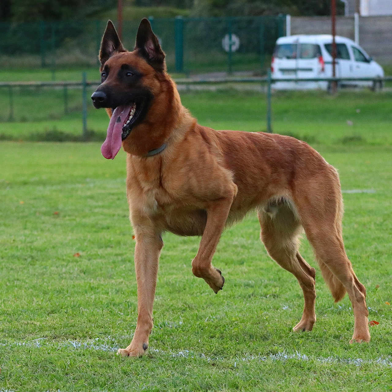 Tonnerre Des Briseux participe au concours pour gagner de l'argent avec cette photo : alert, animal, belgian_malinois, canine, collar, daylight, dog, ears_up, fence, field, grass, mammal, nature, outdoor, park, pet, portrait, standing, tongue_out, van