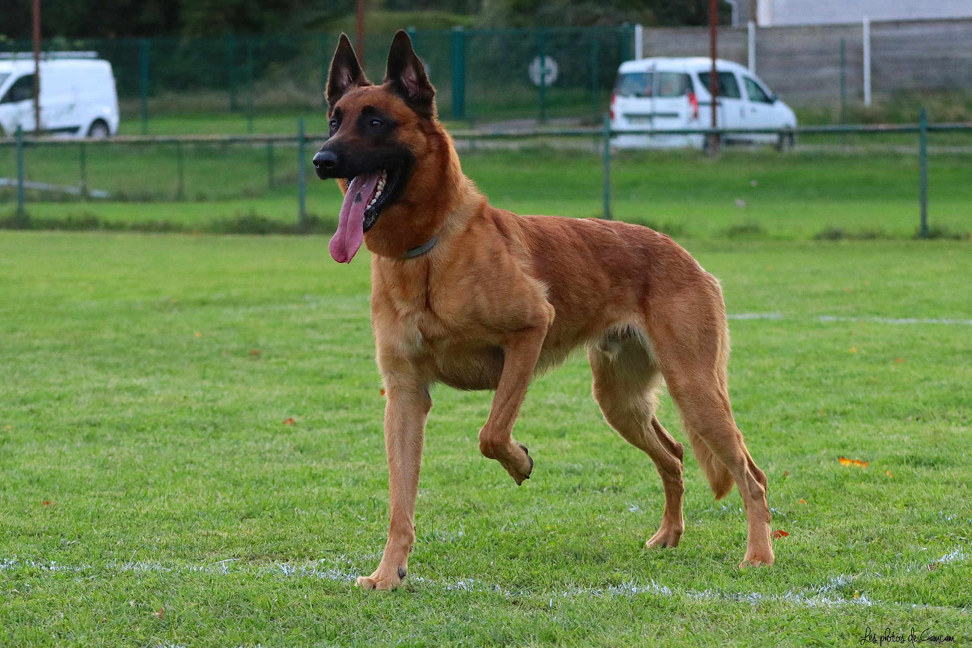 Tonnerre Des Briseux participe au concours pour gagner de l'argent avec cette photo : dog, belgian_malinois, grass, field, park, fence, van, canine, pet, animal, outdoor, tongue_out, standing, alert, ears_up, collar, daylight, nature, mammal, portrait