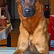 Tonnerre Des Briseux participe au concours pour gagner de l'argent avec cette photo : dog, pet, indoor, animal, ears, fur, canine, brown, portrait, paws, looking, alert, home, table, furniture, domestic, companion, mammal, guard, friendly
