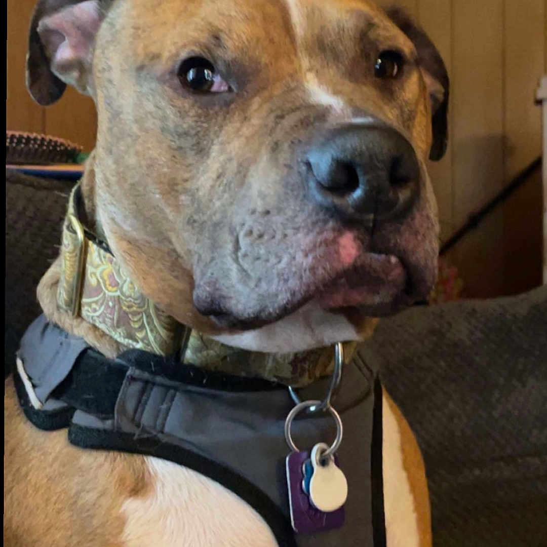 Surge joined the competition — help win amazing prizes! accessories, animal, boxer, bulldog, canine, collar, dog, harness, hound, indoors, interiordesign, jewelry, locket, necklace, pendant, pet, pitbull, puppy, snout, strap