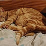 cat, orange_tabby, sleeping, bed, blanket, feline, resting, indoor, fur, paw, tail, wood, headboard, comfort, cozy, domestic_animal, pet, animal, napping, relaxation