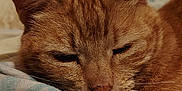 Jade participe au concours pour gagner de l'argent avec cette photo : animal, bed, blanket, cat, close_up, cozy, cute, domestic_cat, feline, fur, ginger_cat, indoor, peaceful, pet, relaxed, resting, sleeping, soft_texture, warm_colors, whiskers