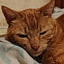 cat, ginger_cat, sleeping, resting, close_up, indoor, bed, blanket, fur, whiskers, pet, animal, cozy, relaxed, feline, cute, domestic_cat, soft_texture, warm_colors, peaceful