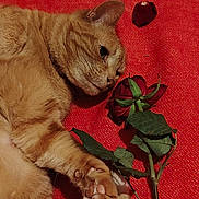 Jade a rejoint le concours — aidez-le/la à gagner de superbes lots ! cat, close_up, cozy, domestic_cat, fabric, feline, floral, ginger_cat, indoor, lying_down, paw, paw_pads, pet, portrait, red_background, relaxed, rose, rose_petals, sleepy, whiskers