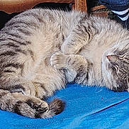 Grisouille participe au concours pour gagner de l'argent avec cette photo : cat, tabby, sleeping, fur, pet, animal, cozy, indoor, blue, resting, cute, whiskers, paws, feline, domestic, mammal, striped, relaxed, closeup, nap