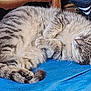 cat, tabby, sleeping, fur, pet, animal, cozy, indoor, blue, resting, cute, whiskers, paws, feline, domestic, mammal, striped, relaxed, closeup, nap