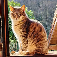 Grisouille a rejoint le concours — aidez-le/la à gagner de superbes lots ! animal, calm, cat, domestic, feline, fur, greenery, nature, outdoor, pet, portrait, roof, sitting, sky, sunlight, trees, whiskers, window, windowsill, wooden_frame