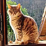 animal, calm, cat, domestic, feline, fur, greenery, nature, outdoor, pet, portrait, roof, sitting, sky, sunlight, trees, whiskers, window, windowsill, wooden_frame
