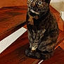 Gribouille participe au concours pour gagner de l'argent avec cette photo : animal, big_eyes, brown_wood, cat, closeup, curious, domestic, feline, fur, home, indoor, paw, pet, portrait, sitting, stairs, tail, tortoiseshell_cat, whiskers, wooden_stairs