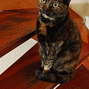 Gribouille participe au concours pour gagner de l'argent avec cette photo : animal, big_eyes, brown_wood, cat, closeup, curious, domestic, feline, fur, home, indoor, paw, pet, portrait, sitting, stairs, tail, tortoiseshell_cat, whiskers, wooden_stairs
